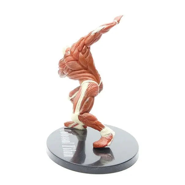 Kolossale Figuren – Attack on Titan™